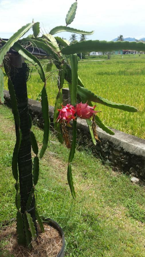 Tanabendang Banglos Pantai Cenang  Kültér fotó